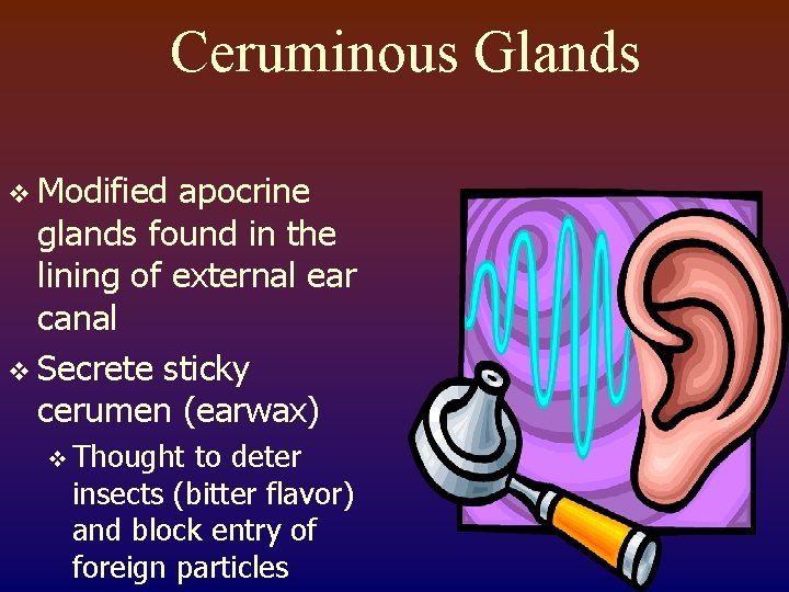 Ceruminous Glands v Modified apocrine glands found in the lining of external ear canal
