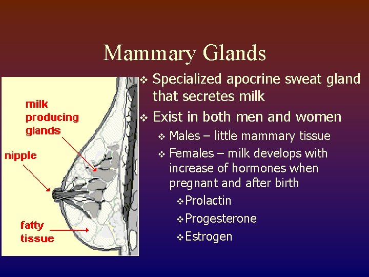 Mammary Glands Specialized apocrine sweat gland that secretes milk v Exist in both men