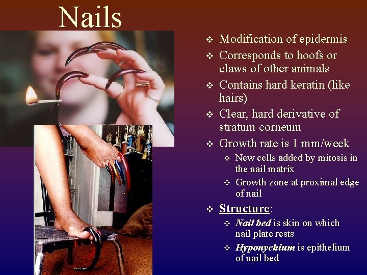 Nails v v v Modification of epidermis Corresponds to hoofs or claws of other