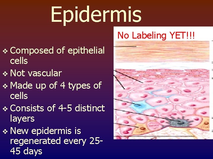 Epidermis No Labeling YET!!! v Composed of epithelial cells v Not vascular v Made