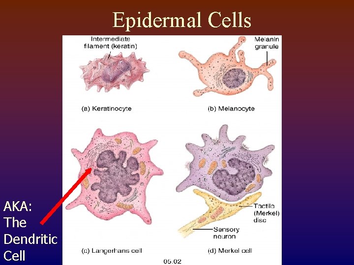 Epidermal Cells AKA: The Dendritic Cell 