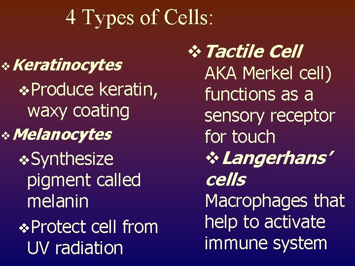 4 Types of Cells: v. Keratinocytes v. Produce keratin, waxy coating v. Melanocytes v.