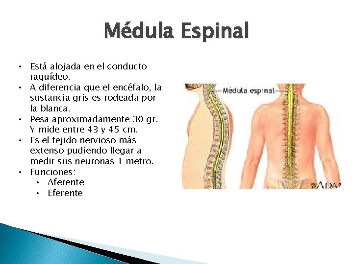 Médula Espinal • Está alojada en el conducto raquídeo. • A diferencia que el