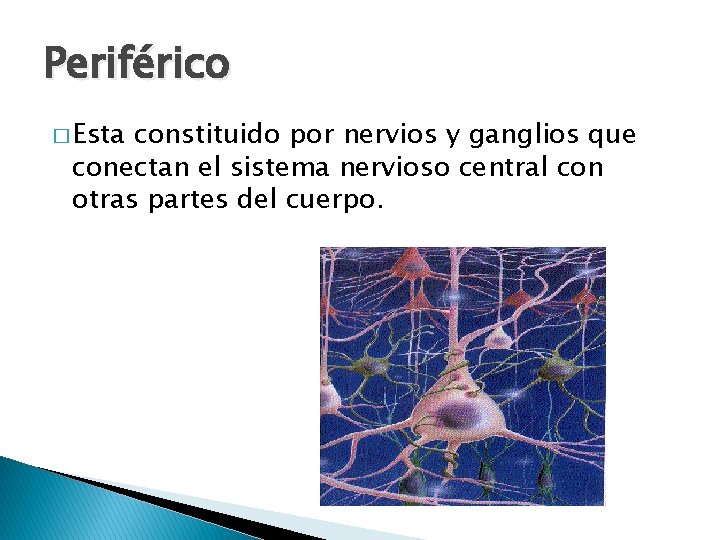 Periférico � Esta constituido por nervios y ganglios que conectan el sistema nervioso central