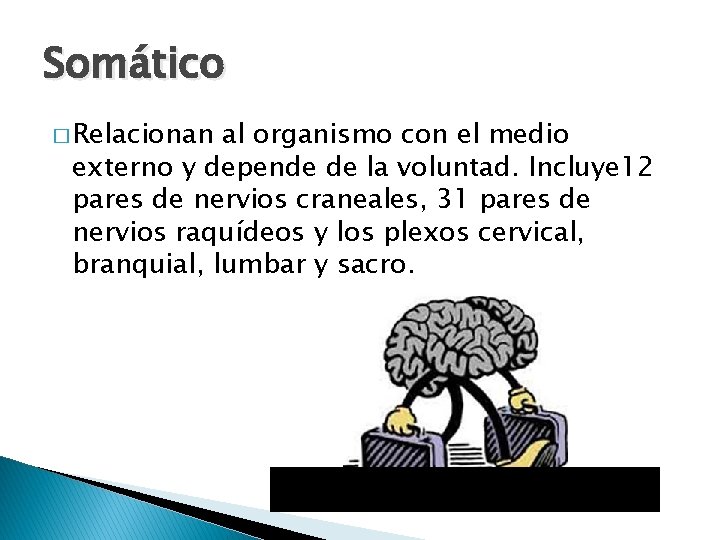 Somático � Relacionan al organismo con el medio externo y depende de la voluntad.