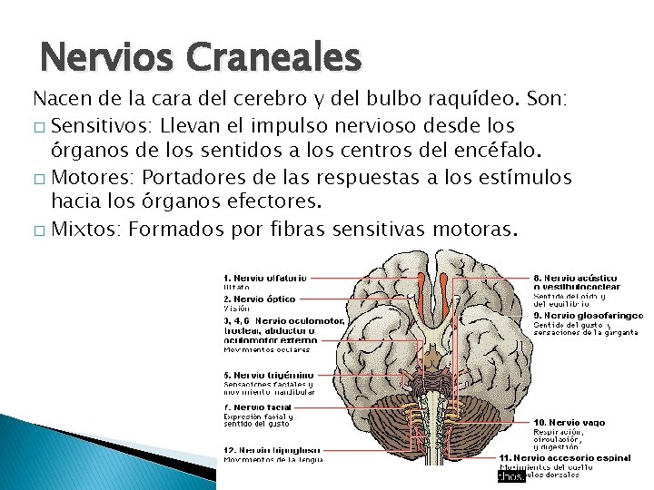 Nervios Craneales Nacen de la cara del cerebro y del bulbo raquídeo. Son: �