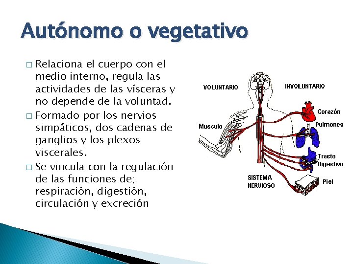 Autónomo o vegetativo Relaciona el cuerpo con el medio interno, regula las actividades de