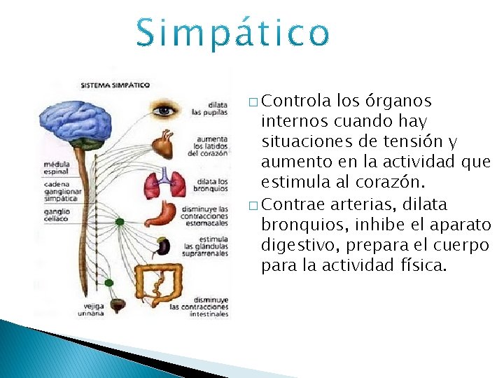 � Controla los órganos internos cuando hay situaciones de tensión y aumento en la