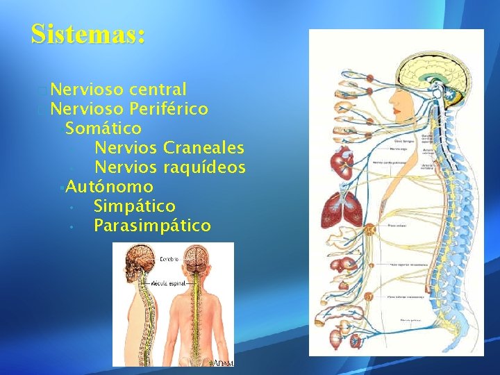 Sistemas: � Nervioso central � Nervioso Periférico §Somático • Nervios Craneales • Nervios raquídeos