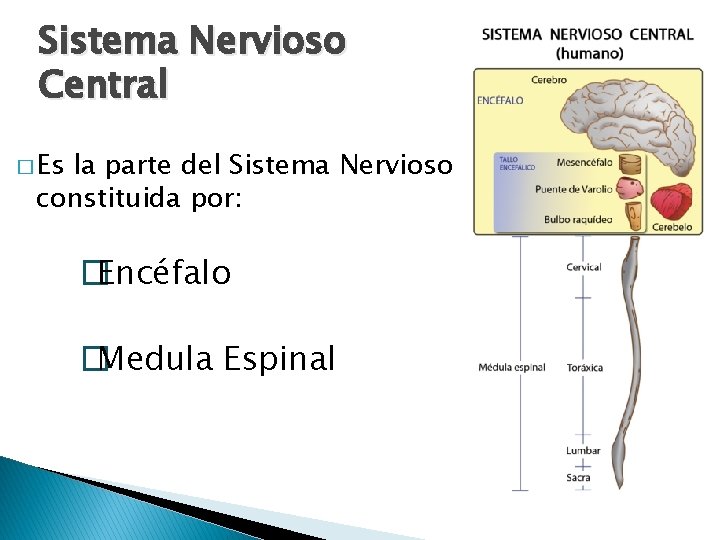 Sistema Nervioso Central � Es la parte del Sistema Nervioso constituida por: �Encéfalo �Medula