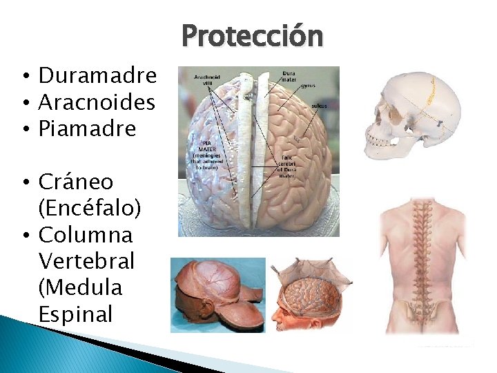  • Duramadre • Aracnoides • Piamadre • Cráneo (Encéfalo) • Columna Vertebral (Medula