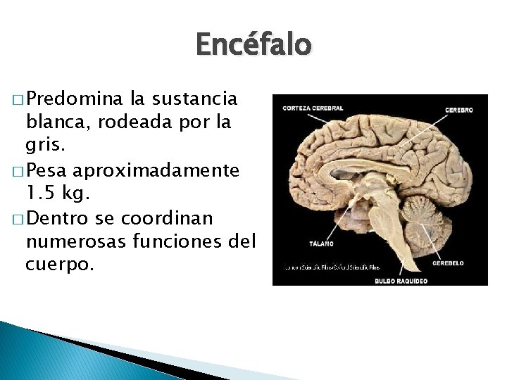 Encéfalo � Predomina la sustancia blanca, rodeada por la gris. � Pesa aproximadamente 1.