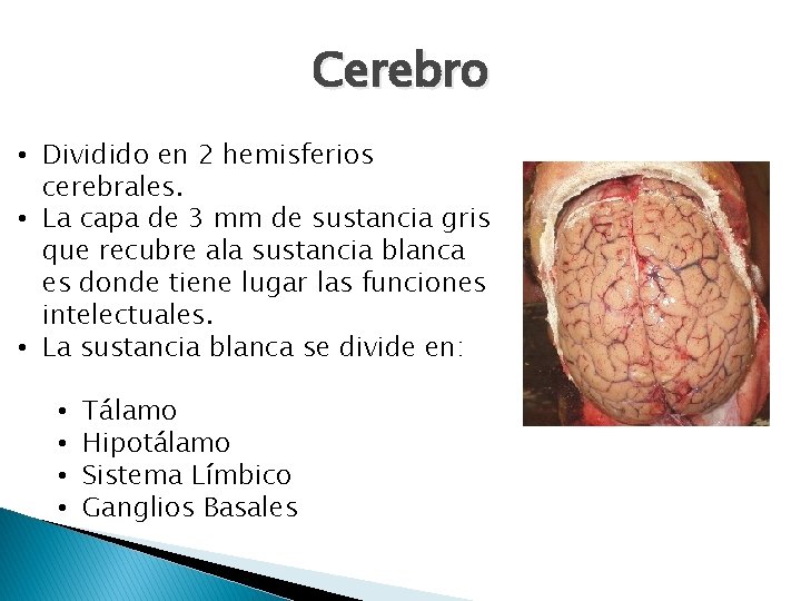 Cerebro • Dividido en 2 hemisferios cerebrales. • La capa de 3 mm de