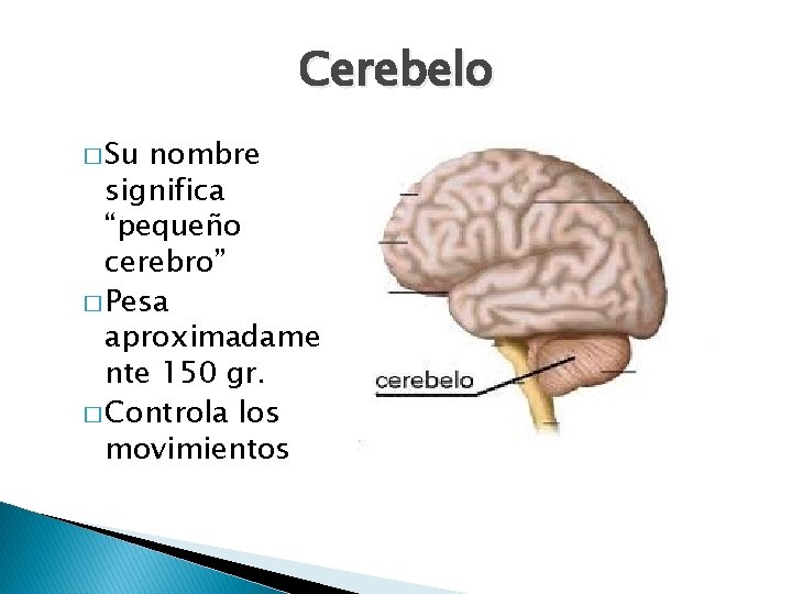 Cerebelo � Su nombre significa “pequeño cerebro” � Pesa aproximadame nte 150 gr. �