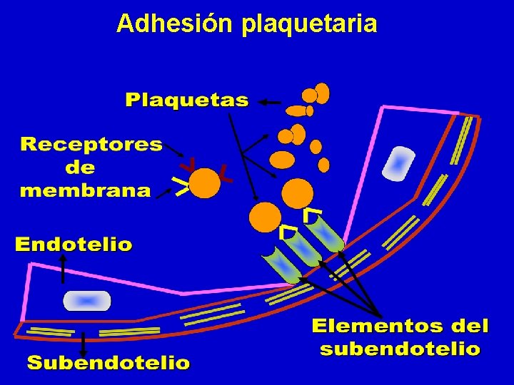Adhesión plaquetaria Adhesión plaquetaria