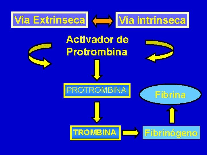 Vía Extrínseca Vía intrínseca Activador de Protrombina PROTROMBINA Fibrina TROMBINA Fibrinógeno Vía Extrínseca Vía intrínseca Activador de Protrombina PROTROMBINA Fibrina TROMBINA Fibrinógeno