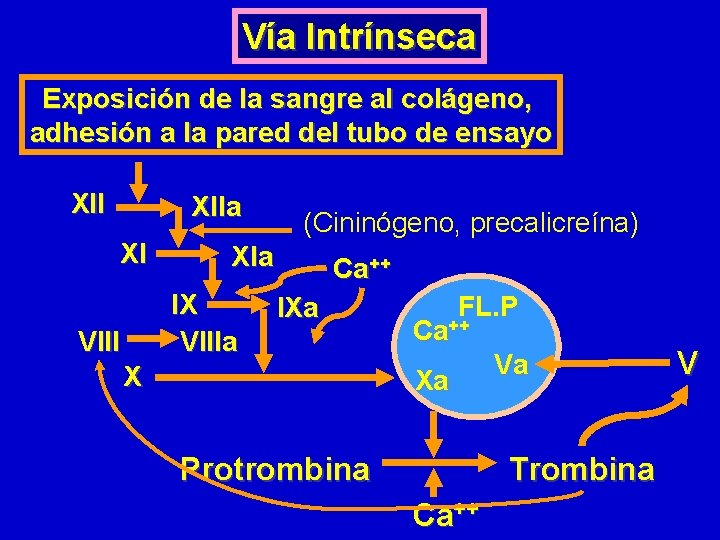 Vía Intrínseca Exposición de la sangre al colágeno, adhesión a la pared del tubo Vía Intrínseca Exposición de la sangre al colágeno, adhesión a la pared del tubo