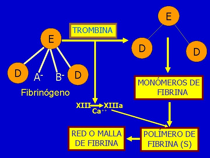 E TROMBINA E D A- D B- D MONÓMEROS DE FIBRINA Fibrinógeno XIII D E TROMBINA E D A- D B- D MONÓMEROS DE FIBRINA Fibrinógeno XIII D