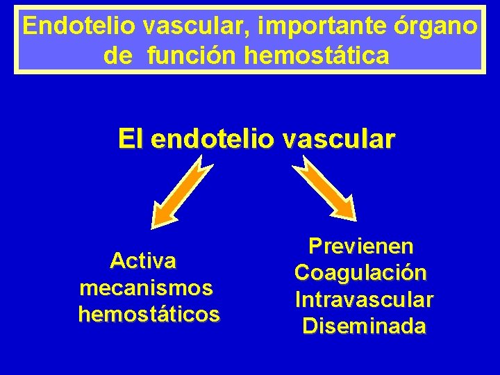 Endotelio vascular, importante órgano de función hemostática El endotelio vascular Activa mecanismos hemostáticos Previenen Endotelio vascular, importante órgano de función hemostática El endotelio vascular Activa mecanismos hemostáticos Previenen
