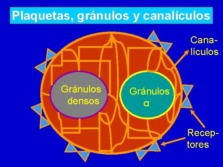 Plaquetas, gránulos y canalículos Canalículos Gránulos densos Gránulos α Receptores Plaquetas, gránulos y canalículos Canalículos Gránulos densos Gránulos α Receptores