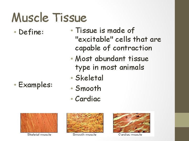 Muscle Tissue • Define: • Examples: • Tissue is made of "excitable" cells that