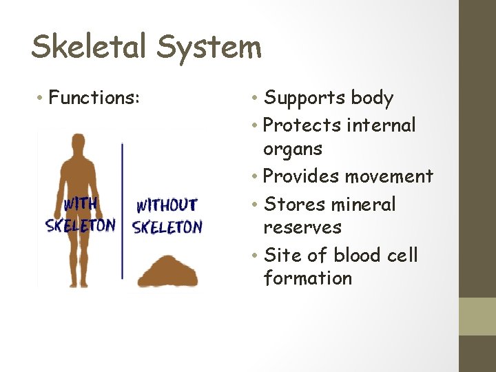 Skeletal System • Functions: • Supports body • Protects internal organs • Provides movement