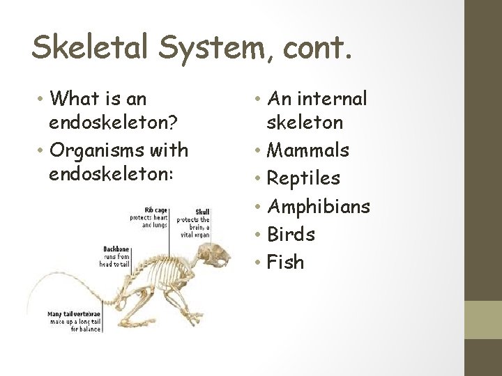 Skeletal System, cont. • What is an endoskeleton? • Organisms with endoskeleton: • An