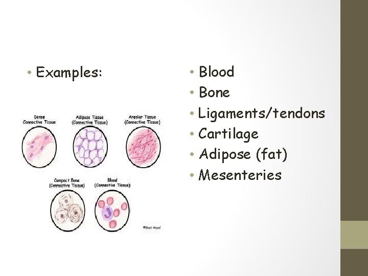 • Examples: • Blood • Bone • Ligaments/tendons • Cartilage • Adipose (fat)
