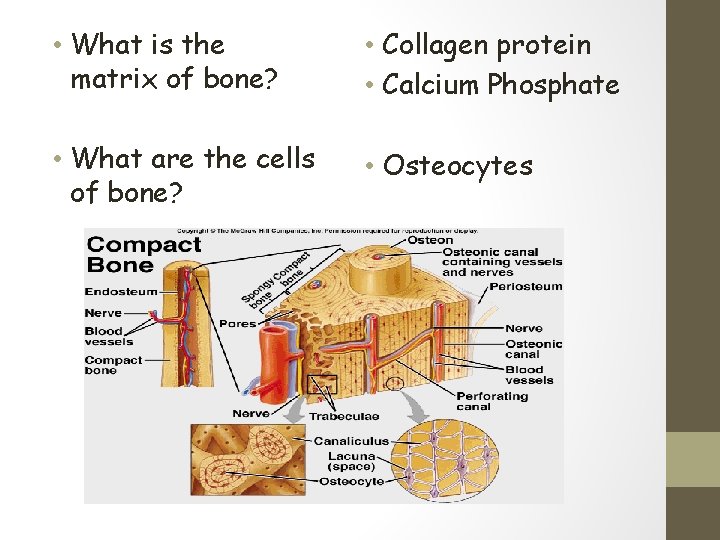  • What is the matrix of bone? • Collagen protein • Calcium Phosphate