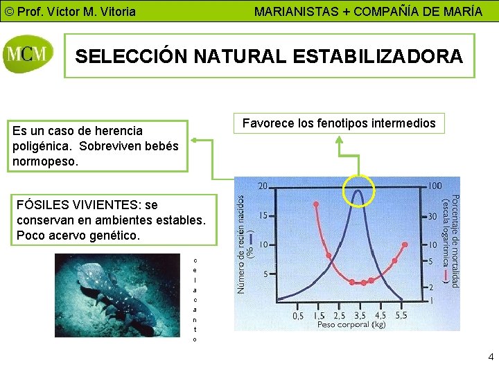 © Prof. Víctor M. Vitoria MARIANISTAS + COMPAÑÍA DE MARÍA SELECCIÓN NATURAL ESTABILIZADORA Favorece