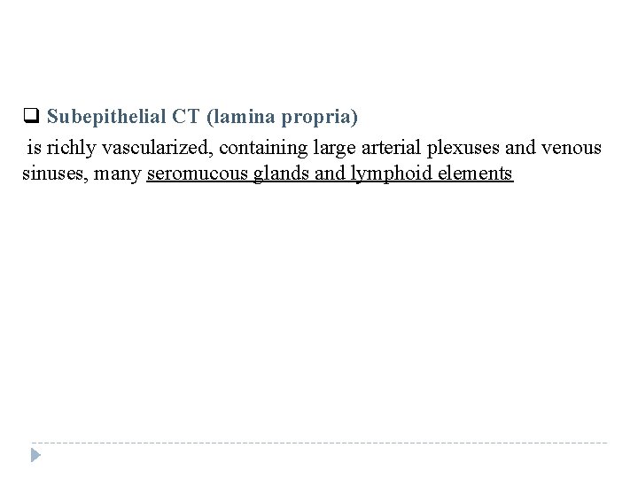 q Subepithelial CT (lamina propria) is richly vascularized, containing large arterial plexuses and venous