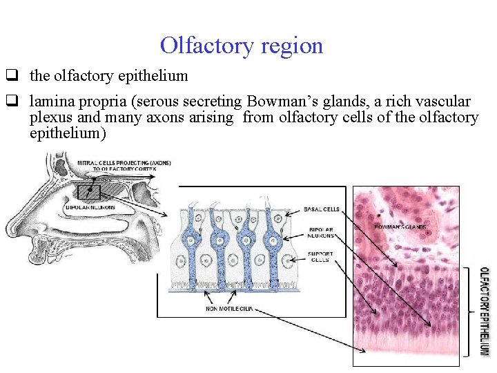 Olfactory region q the olfactory epithelium q lamina propria (serous secreting Bowman’s glands, a