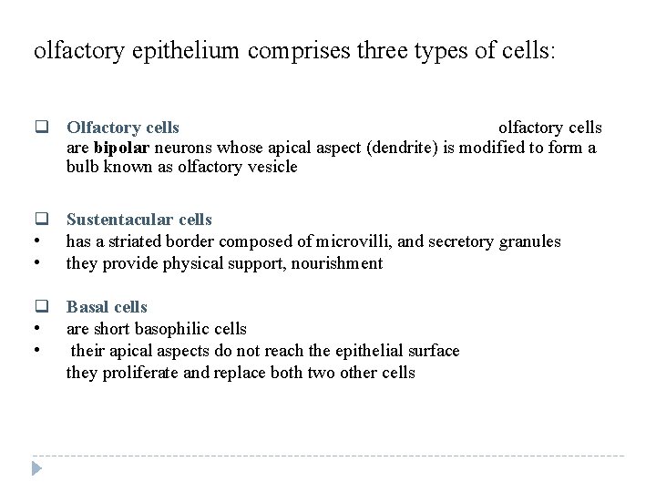 olfactory epithelium comprises three types of cells: q Olfactory cells olfactory cells are bipolar