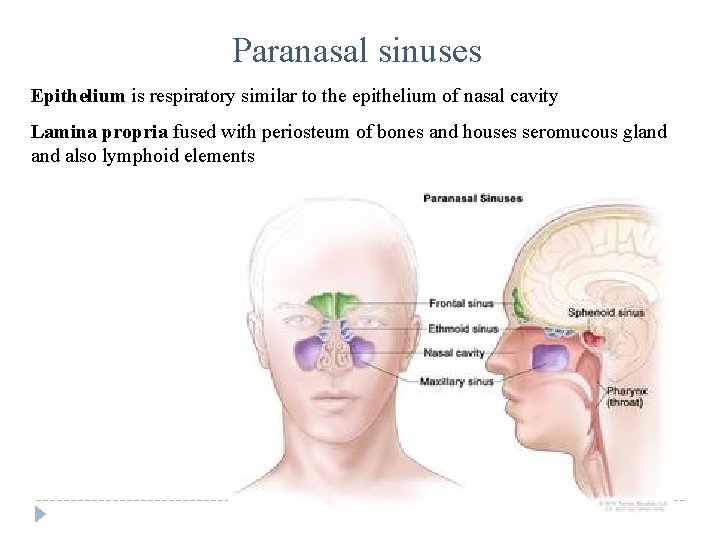 Paranasal sinuses Epithelium is respiratory similar to the epithelium of nasal cavity Lamina propria