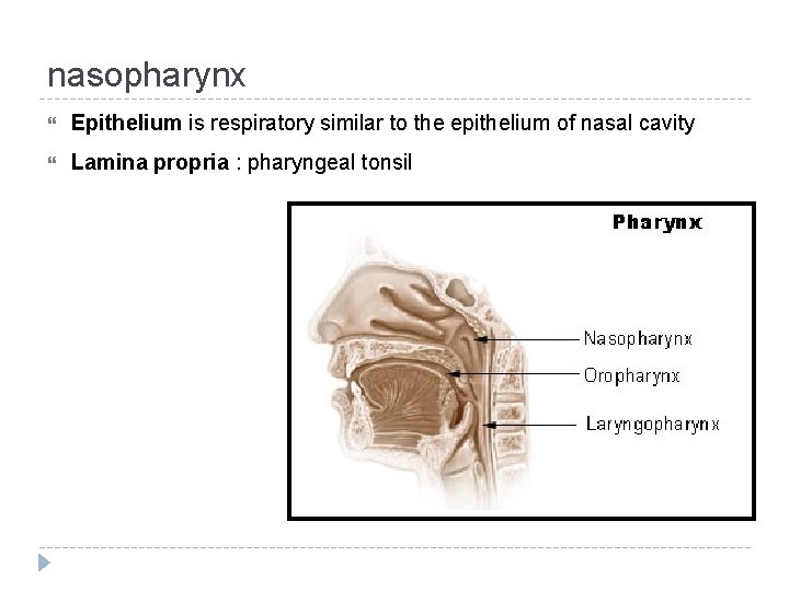 nasopharynx Epithelium is respiratory similar to the epithelium of nasal cavity Lamina propria :