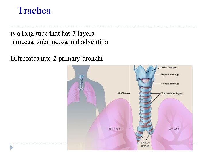 Trachea is a long tube that has 3 layers: mucosa, submucosa and adventitia Bifurcates