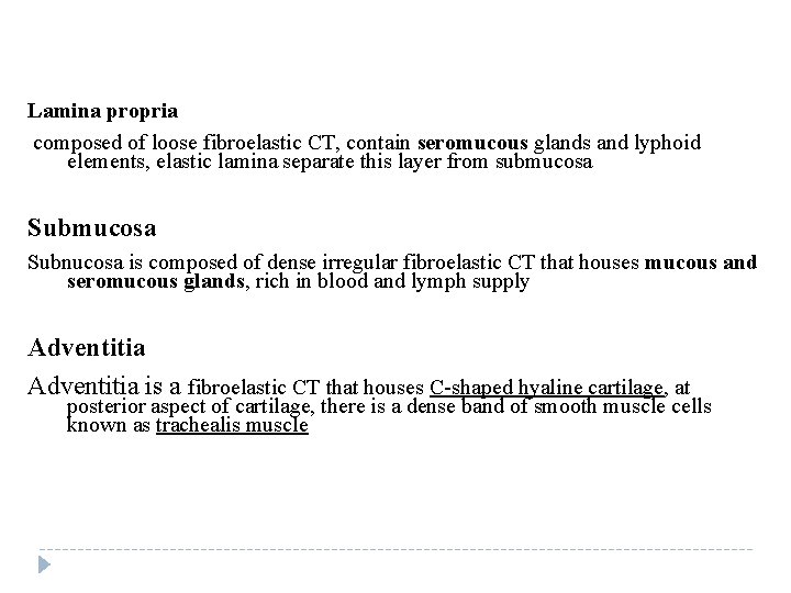 Lamina propria composed of loose fibroelastic CT, contain seromucous glands and lyphoid elements, elastic