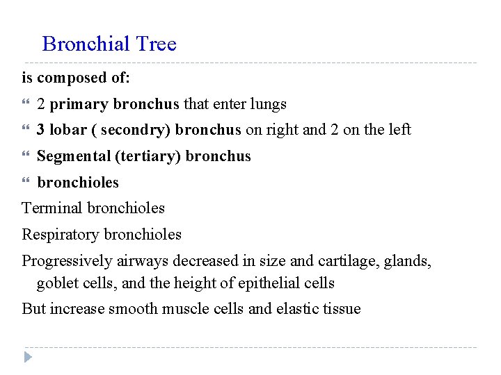 Bronchial Tree is composed of: 2 primary bronchus that enter lungs 3 lobar (