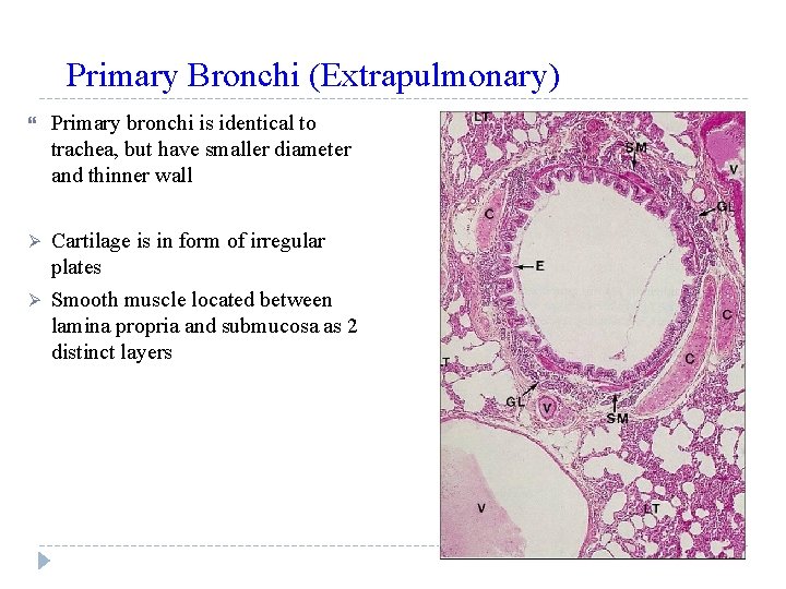 Primary Bronchi (Extrapulmonary) Primary bronchi is identical to trachea, but have smaller diameter and