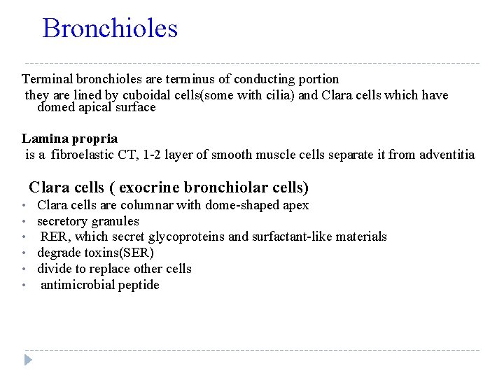 Bronchioles Terminal bronchioles are terminus of conducting portion they are lined by cuboidal cells(some