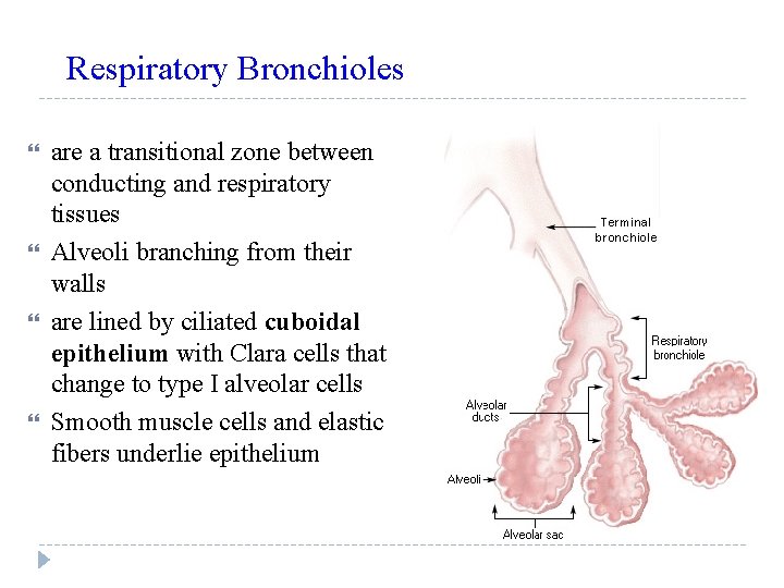 Respiratory Bronchioles are a transitional zone between conducting and respiratory tissues Alveoli branching from