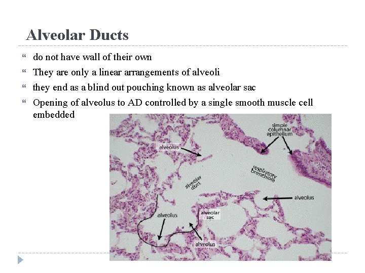 Alveolar Ducts do not have wall of their own They are only a linear