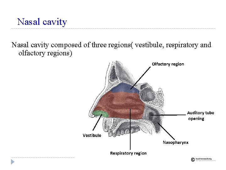 Nasal cavity composed of three regions( vestibule, respiratory and olfactory regions) 