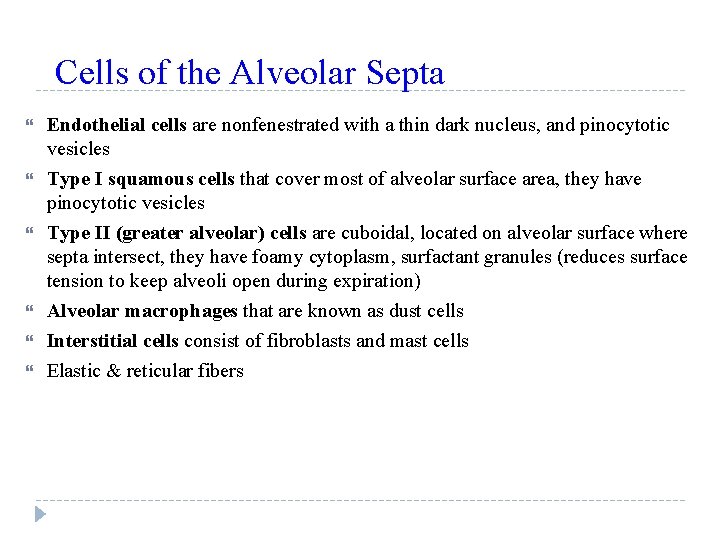 Cells of the Alveolar Septa Endothelial cells are nonfenestrated with a thin dark nucleus,