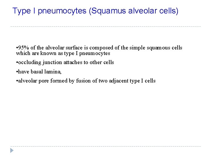 Type I pneumocytes (Squamus alveolar cells) • 95% of the alveolar surface is composed