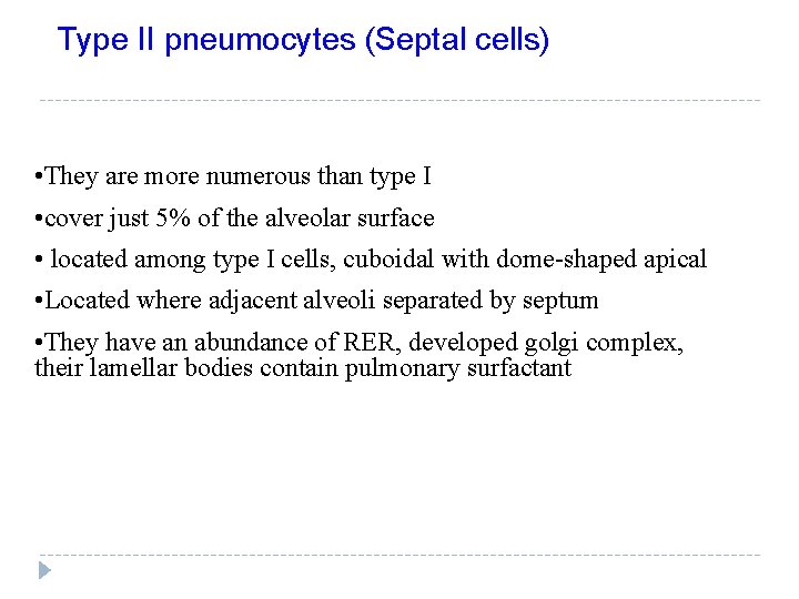  Type II pneumocytes (Septal cells) • They are more numerous than type I