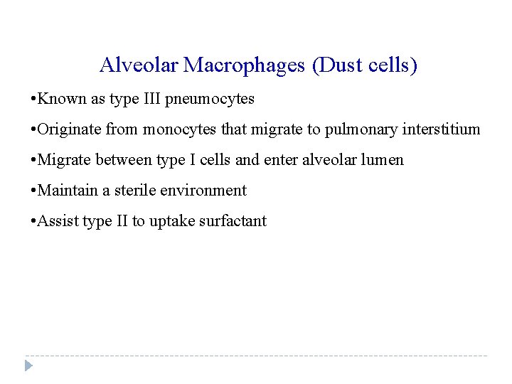 Alveolar Macrophages (Dust cells) • Known as type III pneumocytes • Originate from monocytes