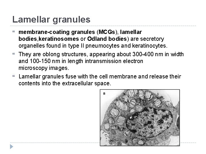 Lamellar granules membrane-coating granules (MCGs), lamellar bodies, keratinosomes or Odland bodies) are secretory organelles