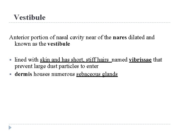Vestibule Anterior portion of nasal cavity near of the nares dilated and known as