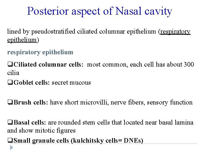 Posterior aspect of Nasal cavity lined by pseudostratified ciliated columnar epithelium (respiratory epithelium) respiratory